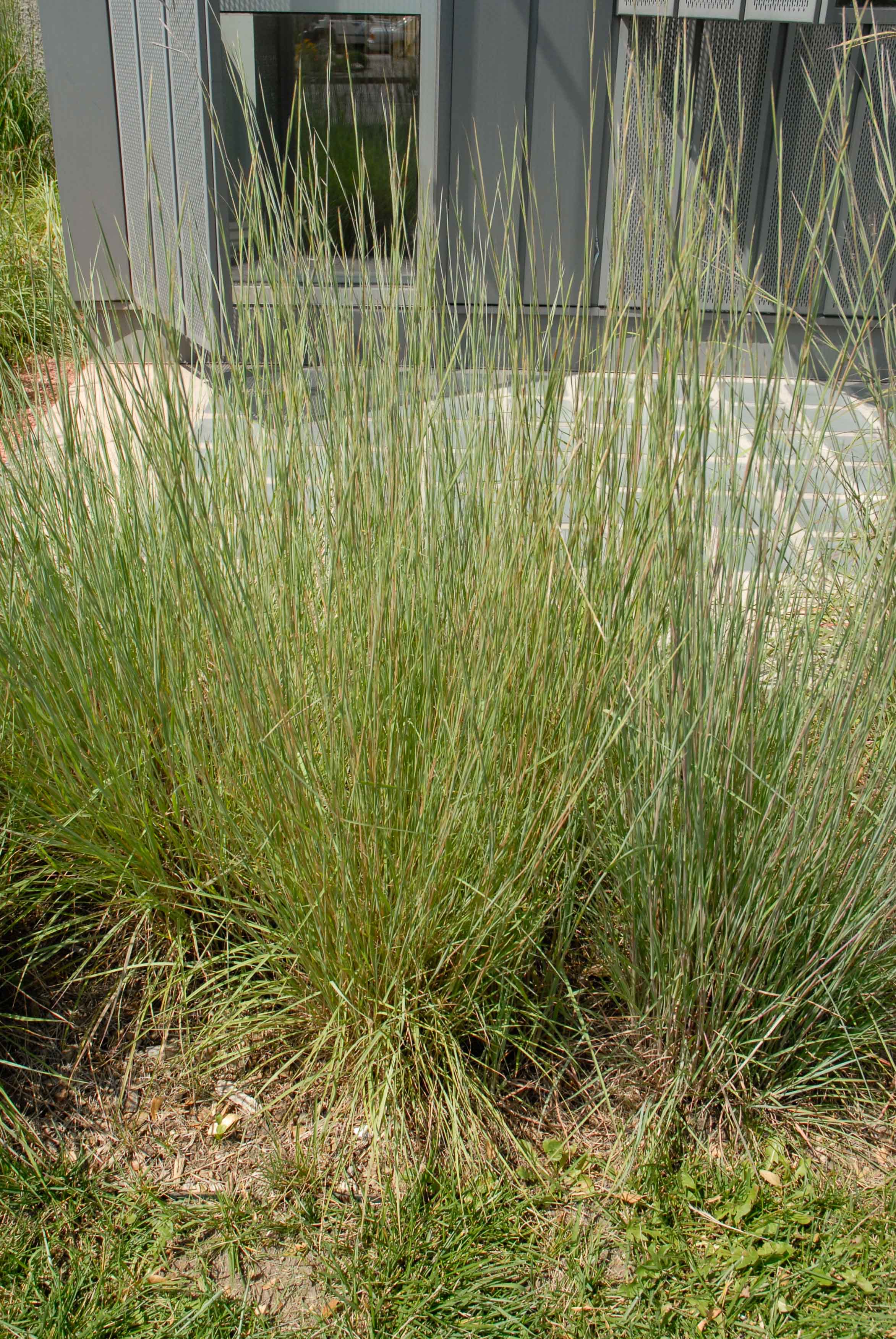 Collegiate Grasses